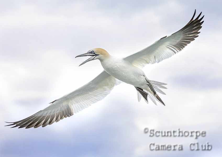 Gannet-Flying High